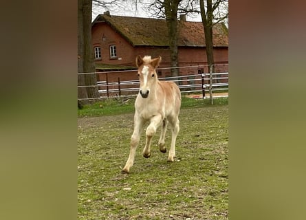 Haflinger, Semental, Potro (04/2023), 150 cm, Alazán