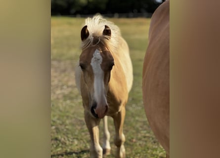Haflinger, Semental, Potro (03/2026), 150 cm