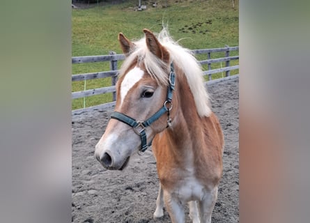 Haflinger, Semental, Potro (03/2026), 152 cm