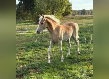 Haflinger, Semental, Potro (01/2026), Alazán