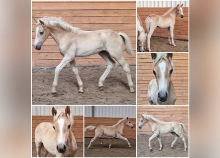 Haflinger, Semental, Potro (04/2026)