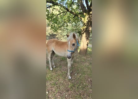 Haflinger, Semental, Potro (03/2024)