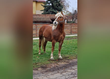 Haflinger, Stallion, 11 years, 14.1 hh, Chestnut-Red