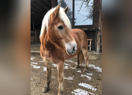 Haflinger, Stallion, 19 years, 15.2 hh, Brown-Light