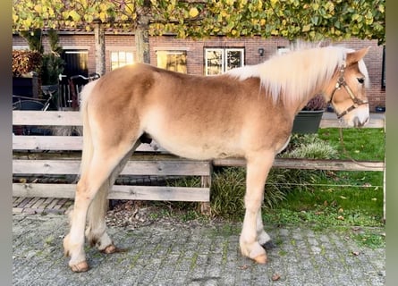 Haflinger, Stallion, 1 year, 13,2 hh
