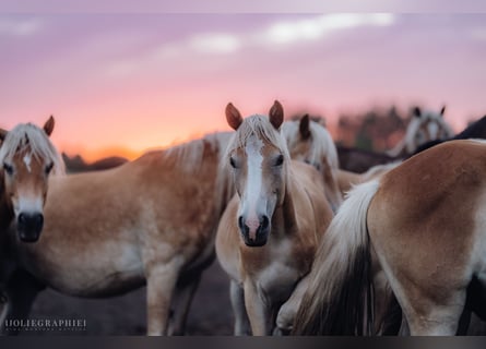 Haflinger, Stallion, 1 year, 14,3 hh