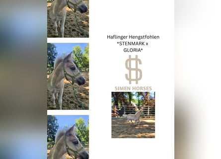 Haflinger, Stallion, 1 year, 14,1 hh, Chestnut-Red