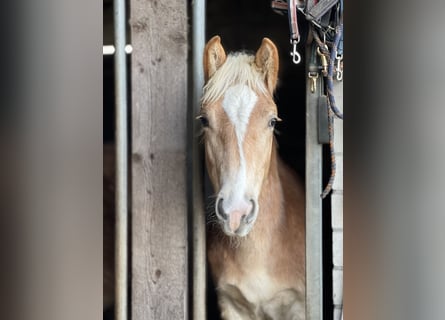 Haflinger, Stallion, 1 year, 14,2 hh, Chestnut-Red