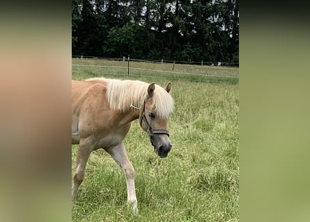 Haflinger, Stallion, 1 year, 14,2 hh