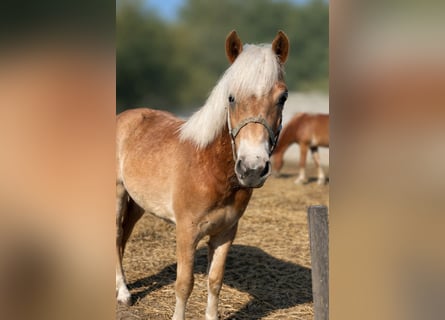 Haflinger, Stallion, 1 year