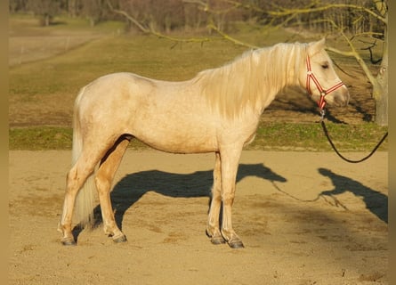 Haflinger Mix, Stallion, 2 years, 14,1 hh, Palomino