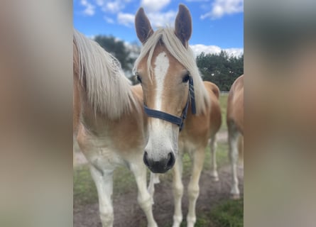 Haflinger, Stallion, 2 years, 14.3 hh, Chestnut-Red