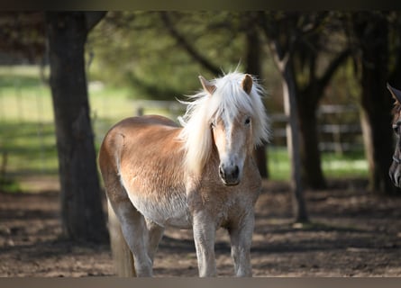 Haflinger, Stallion, 2 years, 14,3 hh, Chestnut-Red