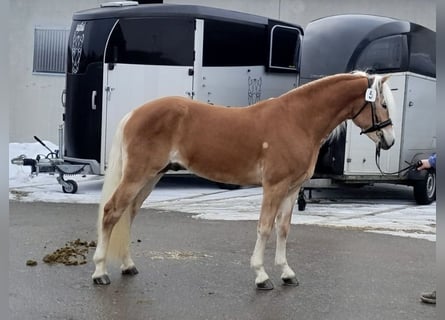 Haflinger, Stallion, 3 years, 14.1 hh, Chestnut-Red