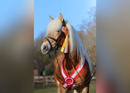 Haflinger, Stallion, 3 years, 14.1 hh, Chestnut-Red