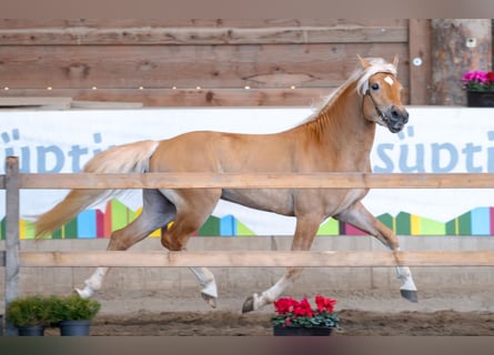 Haflinger, Hengst, 3 Jahre, 14,2 hh, Fuchs