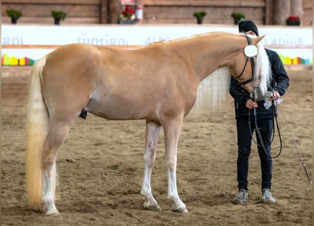 Haflinger, Stallion, 3 years, 14.3 hh, Chestnut-Red
