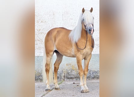 Haflinger, Stallion, 6 years, 15 hh