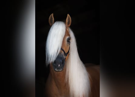 Haflinger, Stallion, 7 years, 14.2 hh, Chestnut-Red Haflinger, Stallion, 7 years, 14.2 hh, Chestnut-Red