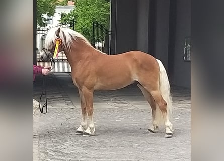 Haflinger, Stallion, 8 years, 14.1 hh, Chestnut-Red Haflinger, Stallion, 8 years, 14.1 hh, Chestnut-Red