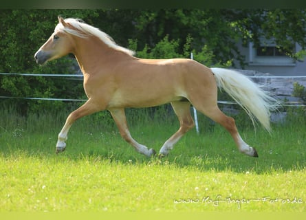 Haflinger, Stallion, 10 years, 15 hh, Chestnut-Red