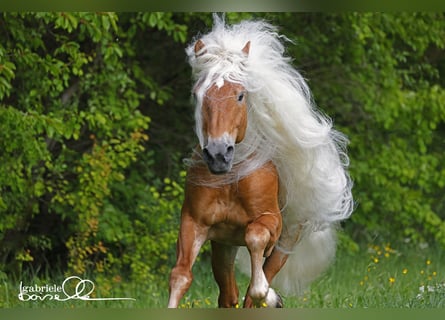 Haflinger, Stallion, 11 years, 14,3 hh, Chestnut-Red