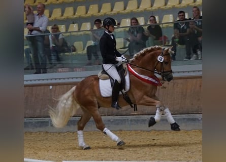 Haflinger, Stallion, 9 years, 14,2 hh, Chestnut-Red