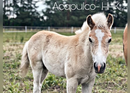 Haflinger, Stallion, Foal (03/2024), 14.2 hh, Chestnut-Red