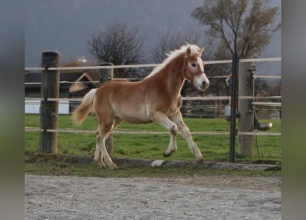 Haflinger, Stallion, Foal (04/2024), 14,2 hh, Chestnut-Red