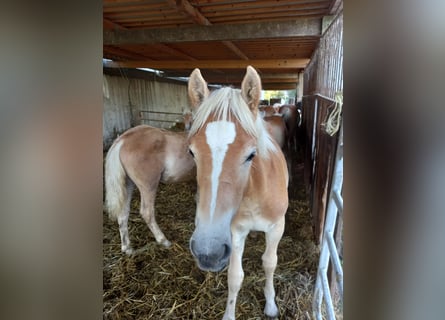 Haflinger, Stallion, Foal (04/2023), 14.2 hh