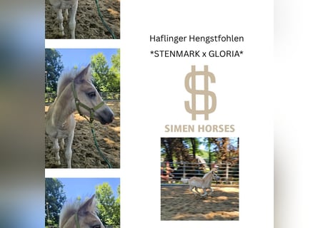 Haflinger, Stallion, , 14,1 hh, Chestnut-Red