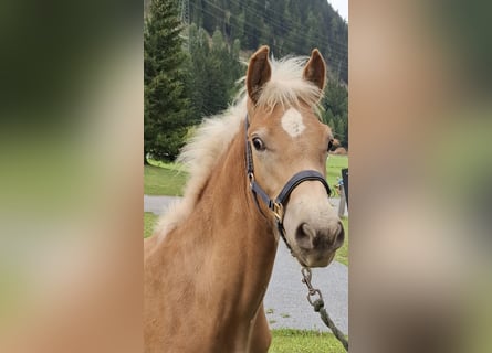 Haflinger, Stallion, Foal (03/2026), 15.1 hh, Chestnut-Red