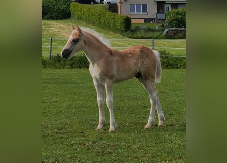 Haflinger, Stallion, , Chestnut-Red