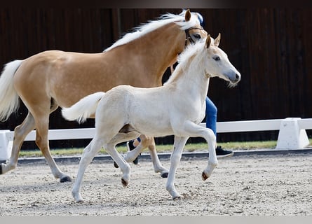 Haflinger, Stallion, Foal (04/2026), Chestnut-Red