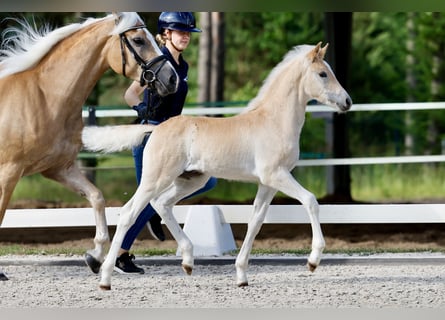 Haflinger, Stallion, Foal (05/2026), Chestnut-Red