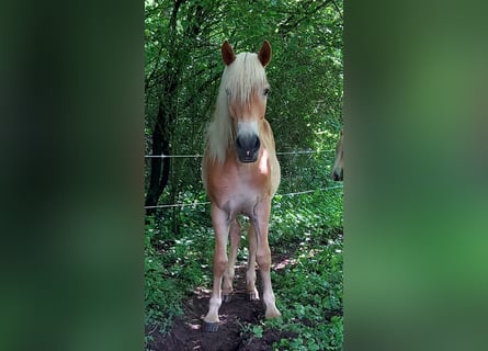 Haflinger, Sto, 1 år, 146 cm, Brun