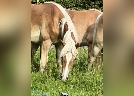 Haflinger, Sto, 1 år, 154 cm, fux