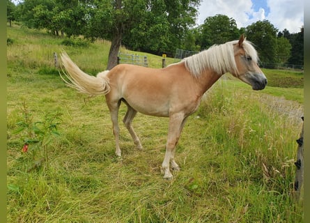 Haflinger, Sto, 2 år, 144 cm, fux