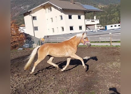 Haflinger, Sto, 3 år, 150 cm