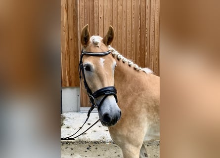 Haflinger, Sto, 3 år, 150 cm