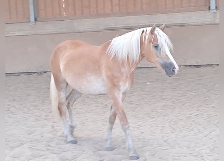 Haflinger, Sto, 6 år, 153 cm, fux