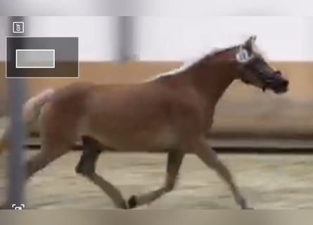 Haflinger, Sto, 7 år, 146 cm