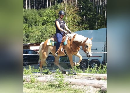 Haflinger, Sto, 7 år, 152 cm, fux