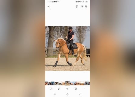 Haflinger, Sto, 9 år, 151 cm, fux