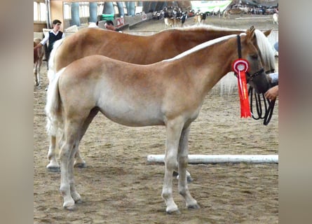 Haflinger, Stute, Fohlen (04/2024), Fuchs