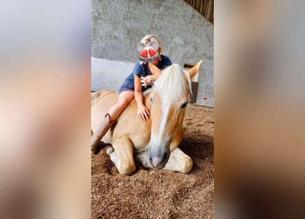 Haflinger, Stute, 10 Jahre, 145 cm, Fuchs