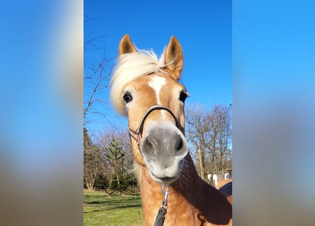 Haflinger, Stute, 10 Jahre, 146 cm, Fuchs