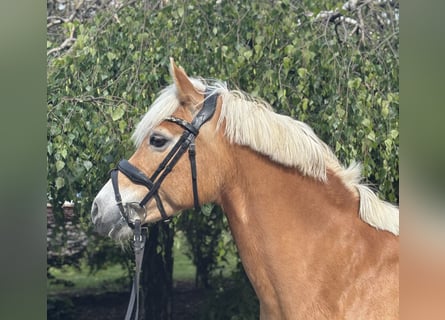 Haflinger, Stute, 10 Jahre, 148 cm, Fuchs