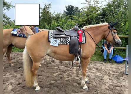 Haflinger, Stute, 10 Jahre, 156 cm, Fuchs