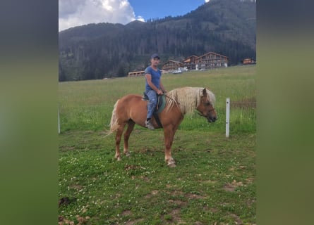 Haflinger, Stute, 10 Jahre